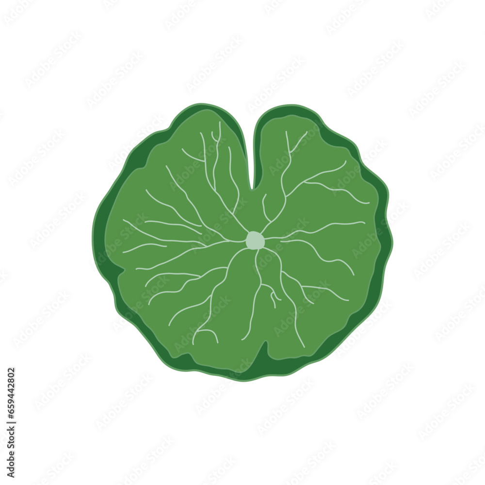 Kids drawing Cartoon Vector illustration lotus leaf Isolated on White Background Kids drawing Cartoon Vector illustration lotus leaf Isolated on White Background