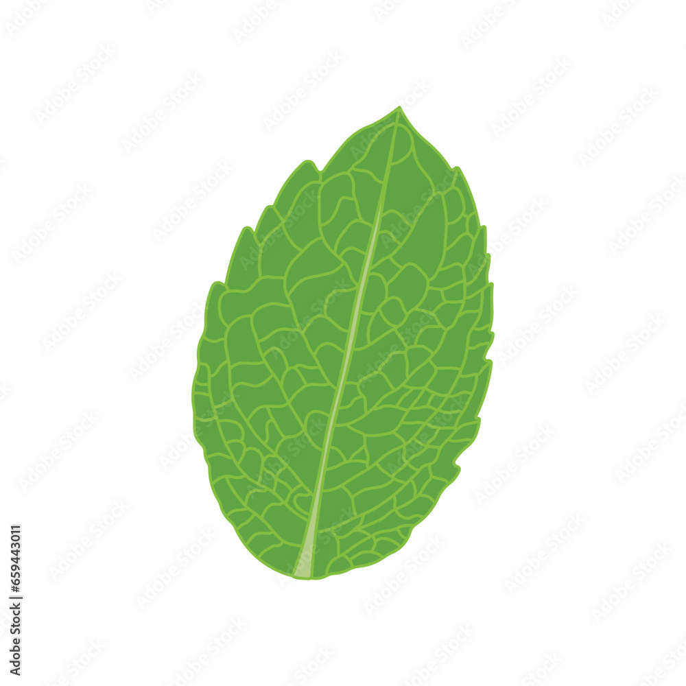 Fototapeta premium Kids drawing Cartoon Vector illustration mint leaf Isolated on White Background