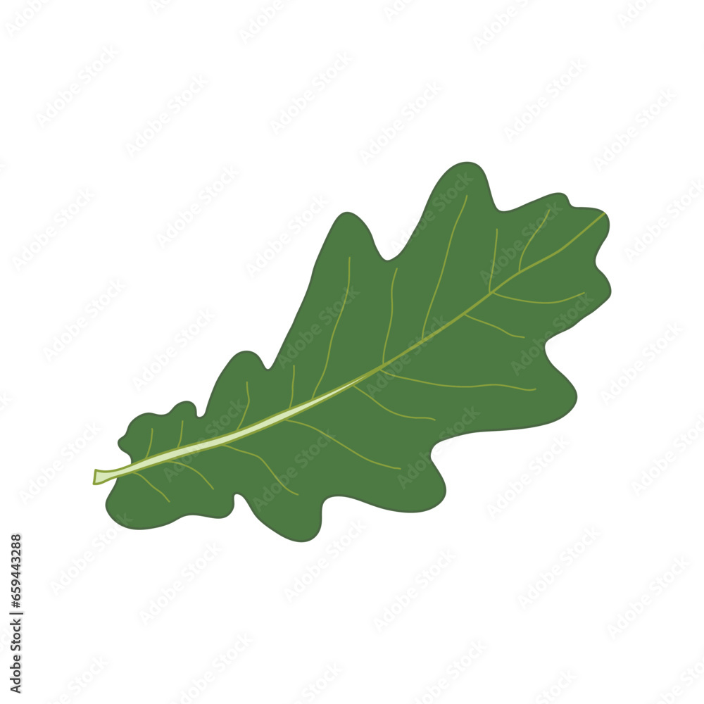 Kids drawing Cartoon Vector illustration oak leaf Isolated on White Background Kids drawing Cartoon Vector illustration oak leaf Isolated on White Background