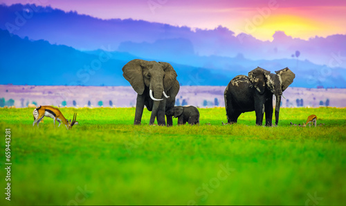 Photography elephants in the savannah, elephants at sunset