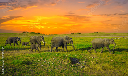 Photography elephants in the savannah, elephants at sunset