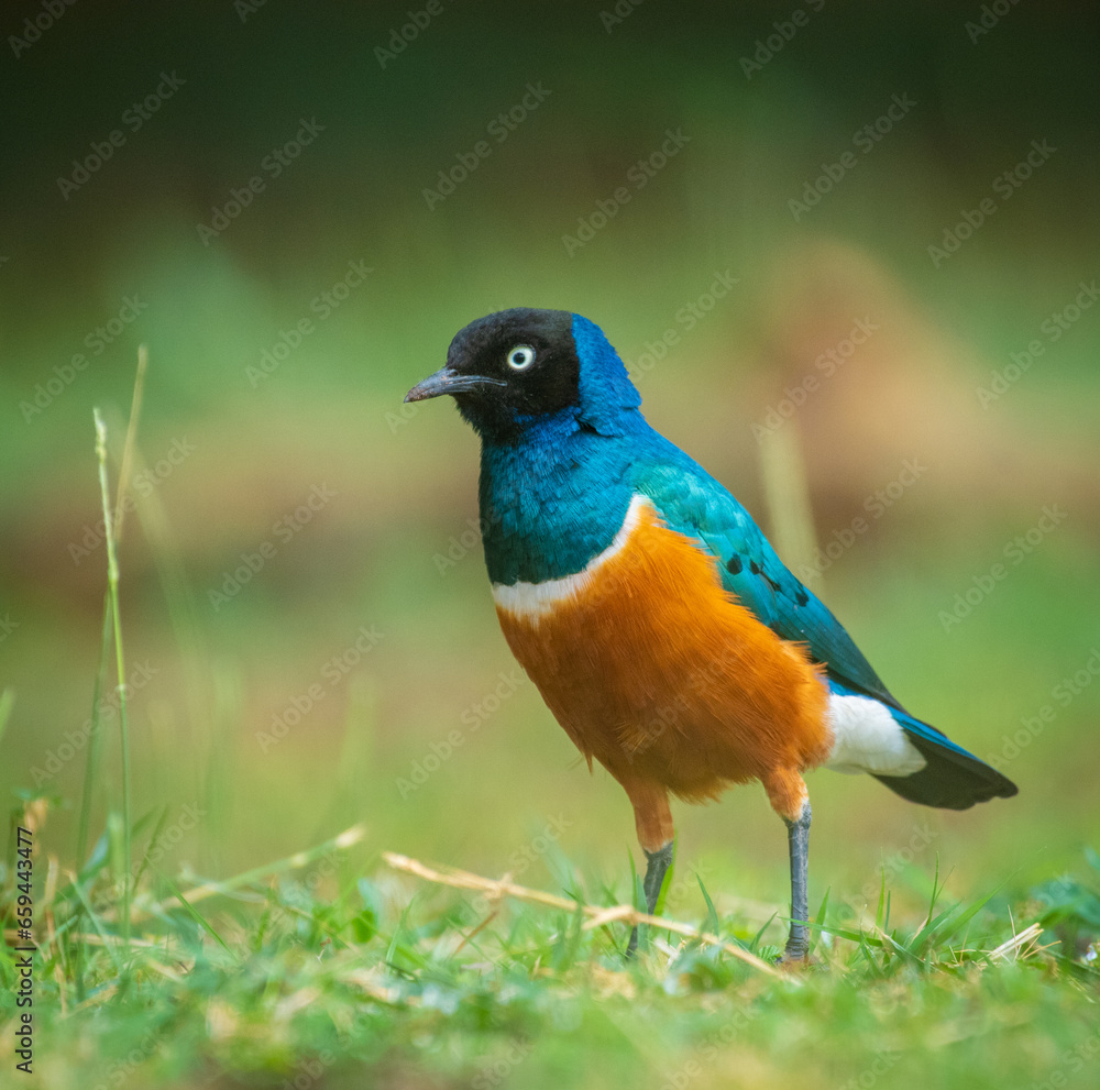 Superb Starling, blue bird on a ground Superb Starling, blue bird on a ground