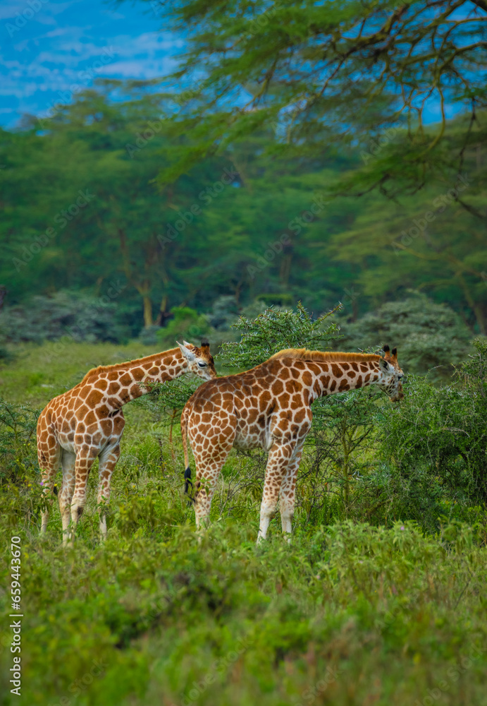 giraffe in the savannah, giraffe eating grass, giraffe in the wild giraffe in the savannah, giraffe eating grass, giraffe in the wild