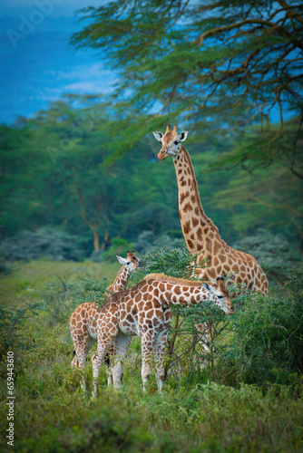 giraffe in the savannah  giraffe eating grass  giraffe in the wild