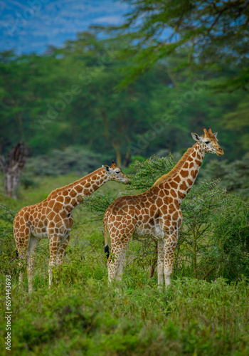 giraffe in the savannah, giraffe eating grass, giraffe in the wild
