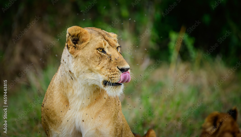 Lion King, Lions from Maasai mara, African Safari, African lions Stock ...