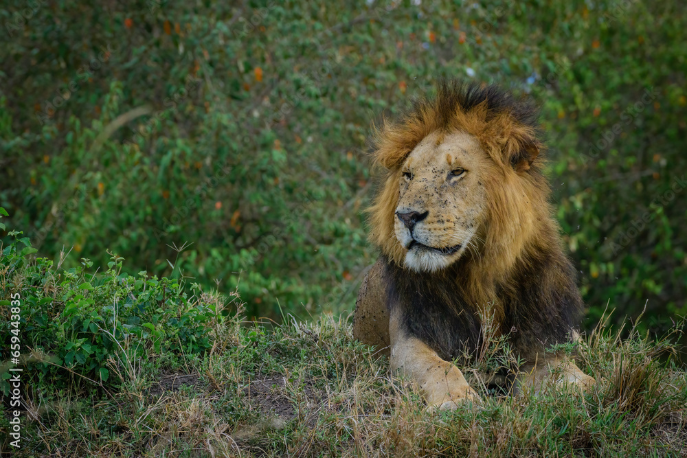 Lion King, Lions from Maasai mara, African Safari, African lions