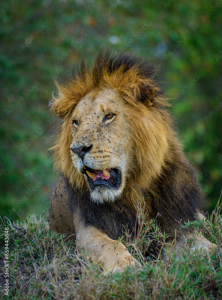 Lion King, Lions from Maasai mara, African Safari, African lions Lion King, Lions from Maasai mara, African Safari, African lions