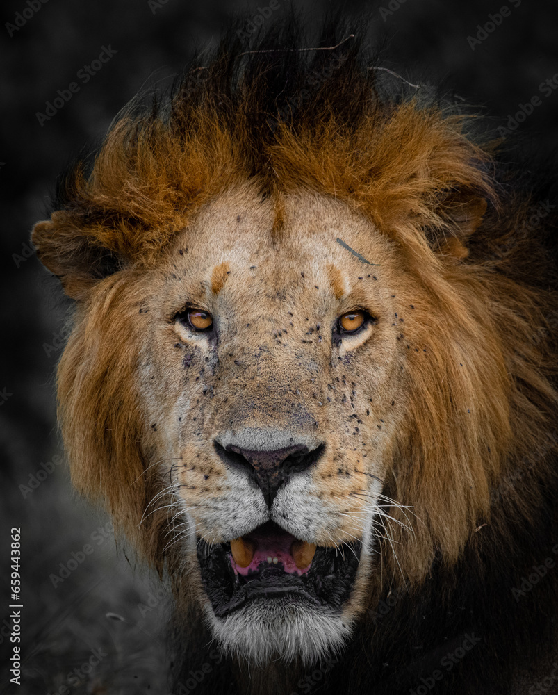 Lion King, Lions from Maasai mara, African Safari, African lions