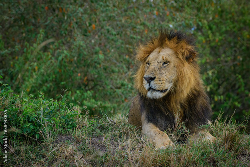 Fototapeta Naklejka Na Ścianę i Meble -  Lion King, Lions from Maasai mara, African Safari, African lions