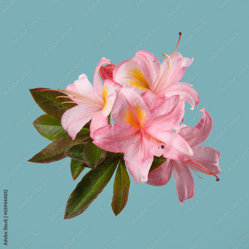 Light pink rhododendron flower isolated on blue background.