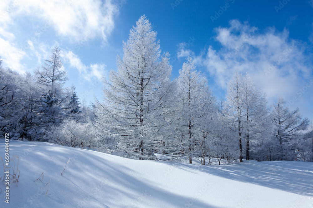 冬の青空と美しい霧氷に覆われたカラマツ4