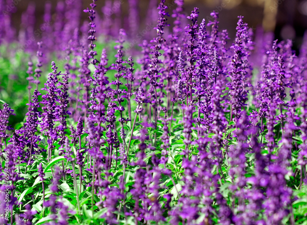Fototapeta premium purple blue salvia flowers fresh color background