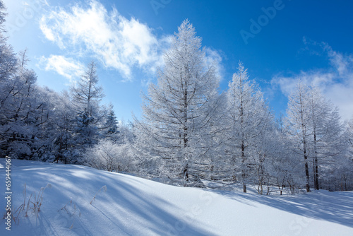 冬の青空と美しい霧氷に覆われたカラマツ5 © 木嶋眞吾