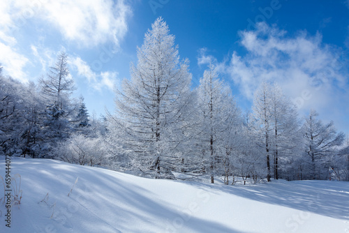 冬の青空と美しい霧氷に覆われたカラマツ4 © 木嶋眞吾