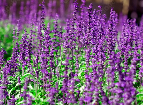 purple blue salvia flowers fresh color background