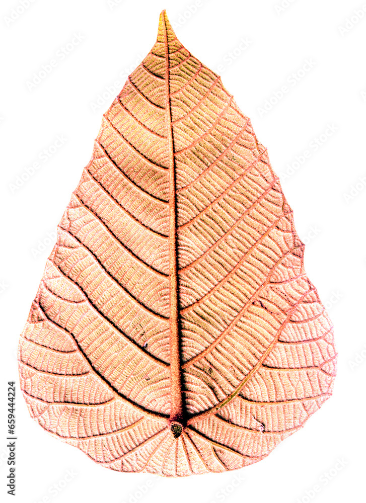 red leaf isolated on white background red leaf isolated on white background