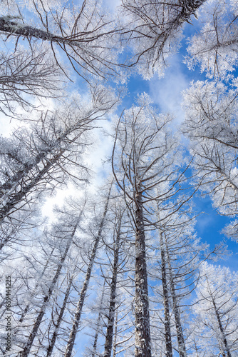 冬の青空と美しい霧氷に覆われたカラマツ9
