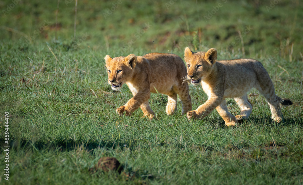 Αυτοκόλλητο Lion King, Lions from Maasai mara, African Safari, African lions