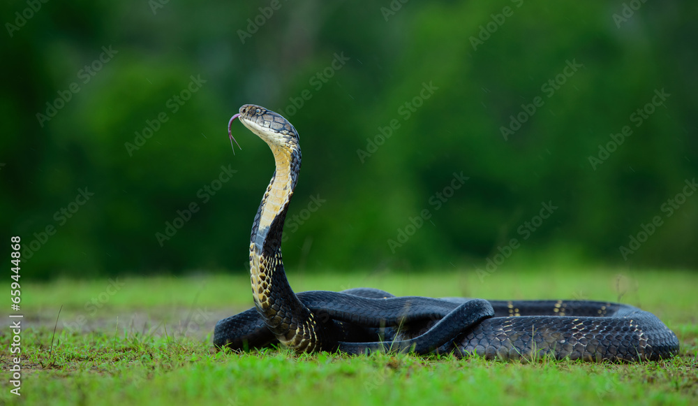 snake in the grass, King Cobra, Most venomous snake of India, King