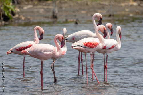 Greater Flamingo (Grootflamink) at Marievale Bird Sanctuary