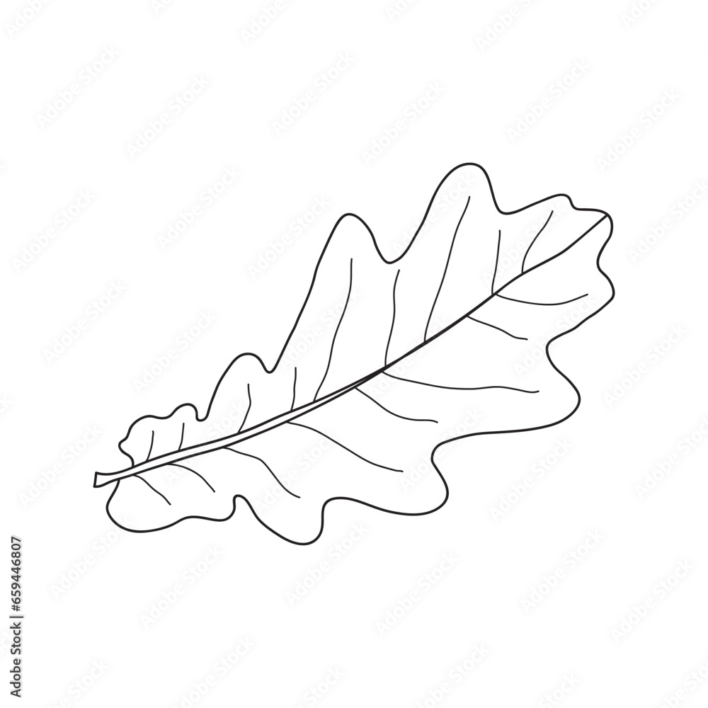 Hand drawn Kids drawing Cartoon Vector illustration oak leaf Isolated on White Background Hand drawn Kids drawing Cartoon Vector illustration oak leaf Isolated on White Background