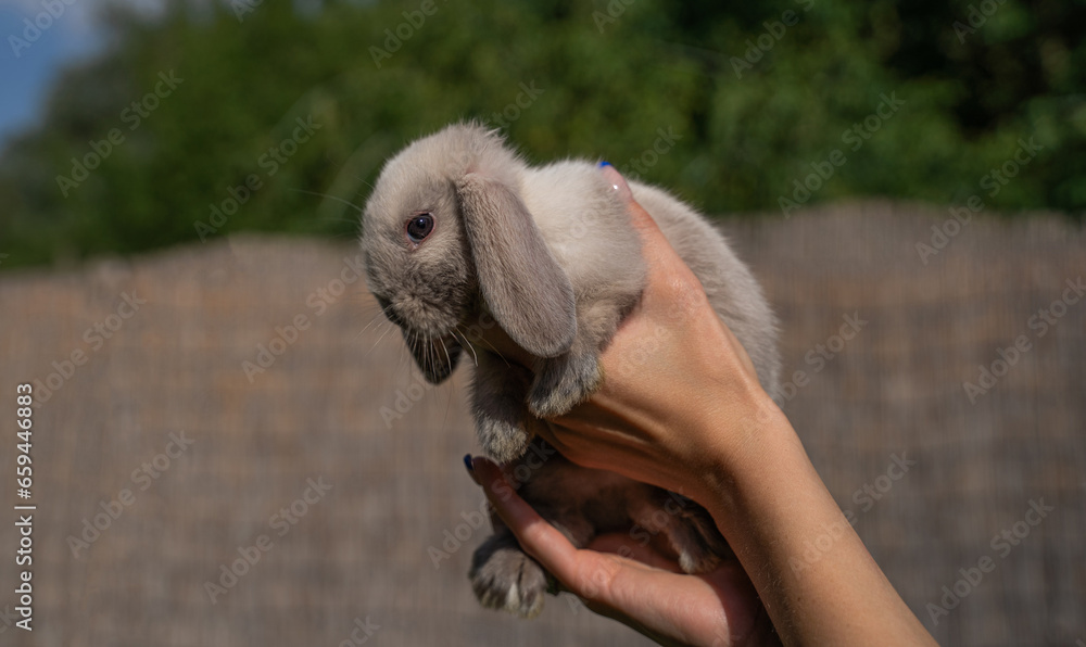 Mini rabbit dutch ram sits on a woman's hand