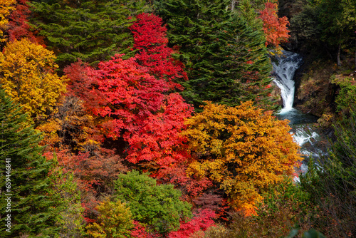 カエデの紅葉真っ盛りの森の中を白い飛沫を上げて流れる滝
