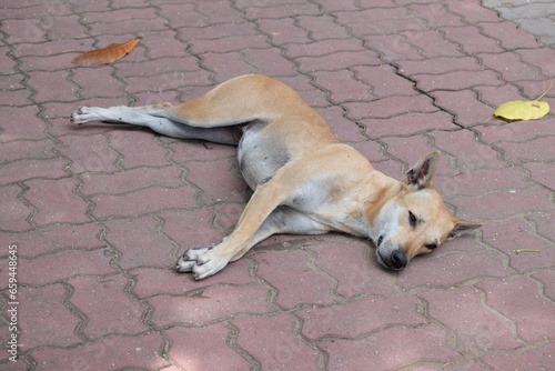 A dog lies on its side on the sidewalk during the daytime in a familiar area, happy and carefree.