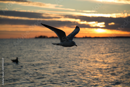 seagull on sunset