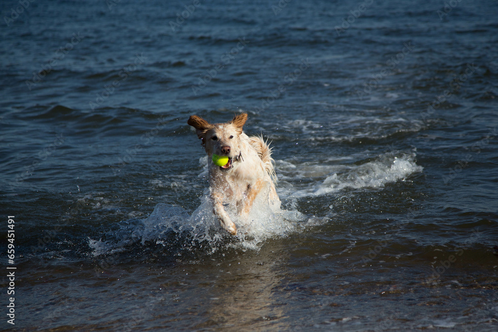 dog in the sea dog in the sea