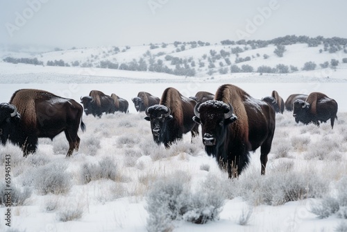 A group of bison grazing on the snow-covered grassland. Generative AI