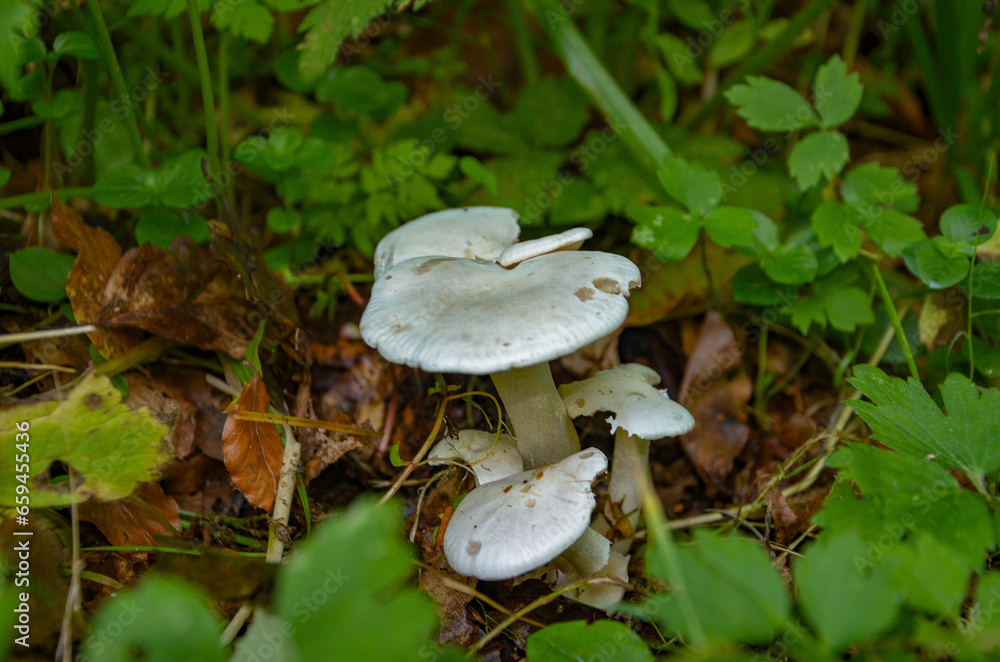 mushroom in the forest mushroom in the forest