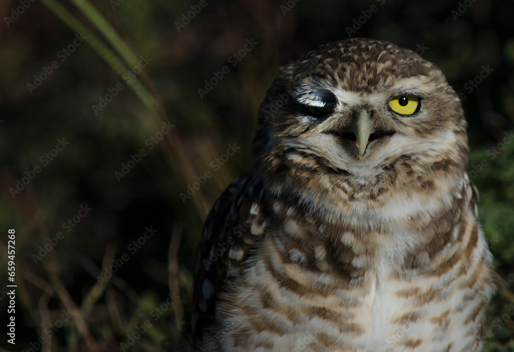 owl or owl looking straight ahead winking, standing in the grass. yellow eyed bird owl or owl looking straight ahead winking, standing in the grass. yellow eyed bird