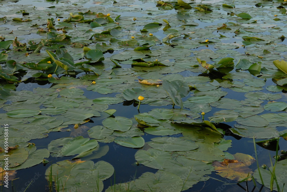 water lilies in the pond water lilies in the pond