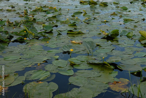 water lilies in the pond
