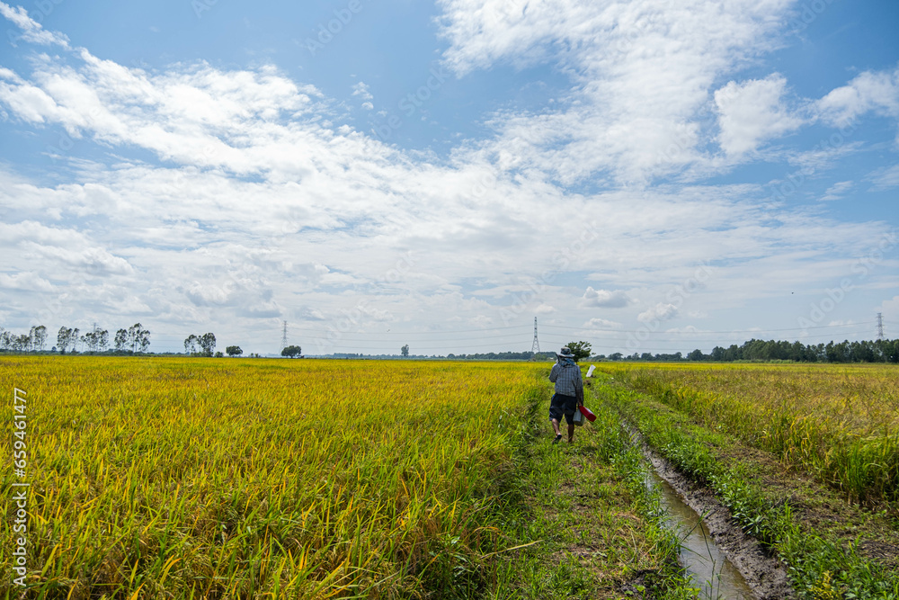 A farmer stands in the field looking at the rice plants. It is considered a very important plant for Thailand. Anvils are exported abroad and grown for use. It is the main crop of Thai farmers. A farmer stands in the field looking at the rice plants. It is considered a very important plant for Thailand. Anvils are exported abroad and grown for use. It is the main crop of Thai farmers.