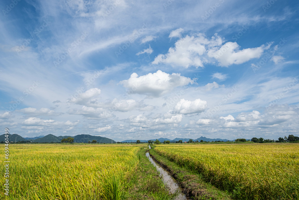 Fototapeta premium Rice fields filled with golden yellow rice grains It is harvest season for Thai farmers. During the day there will be clear skies and some clouds. It is a plant that is popular all over the world.
