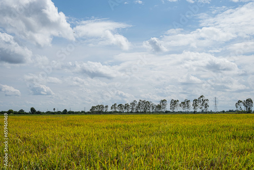 Rice fields filled with golden yellow rice grains It is harvest season for Thai farmers. During the day there will be clear skies and some clouds. It is a plant that is popular all over the world.