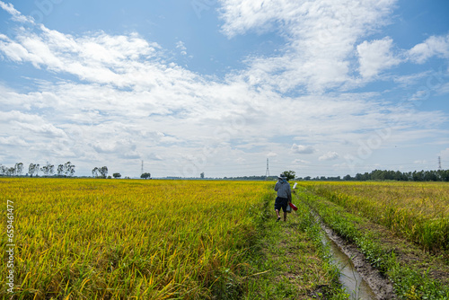 A farmer stands in the field looking at the rice plants. It is considered a very important plant for Thailand. Anvils are exported abroad and grown for use. It is the main crop of Thai farmers. © Terapong