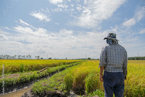 A farmer stands in the field looking at the rice plants. It is considered a very important plant for Thailand. Anvils are exported abroad and grown for use. It is the main crop of Thai farmers.