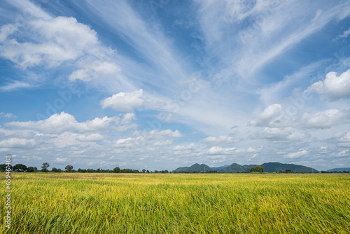 Rice fields filled with golden yellow rice grains It is harvest season for Thai farmers. During the day there will be clear skies and some clouds. It is a plant that is popular all over the world.