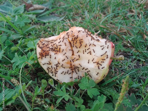 Ants running on the apple core