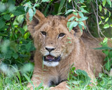 Lion cub, Masai Mara, Kenya