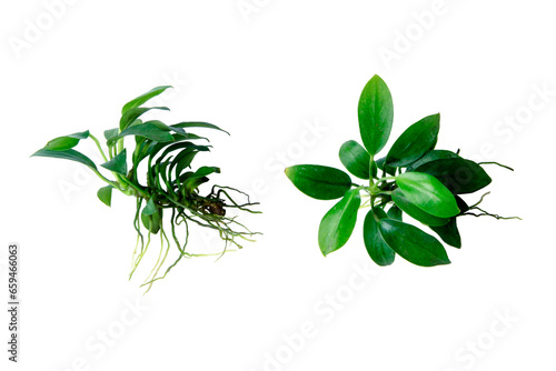 Two angle of Anubias pangolino rare mini aquatic plants isolated on transparent background. PNG transparency