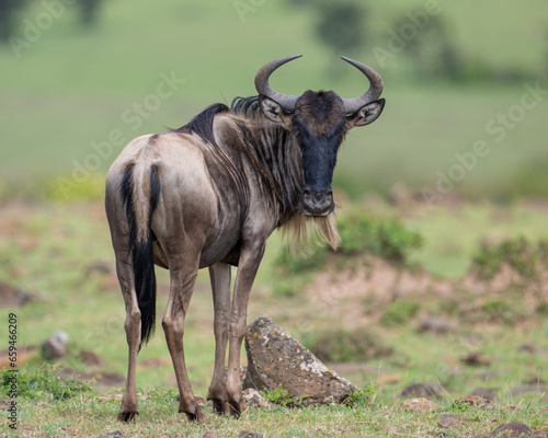 Wildebeest, Masai Mara, Kenya
