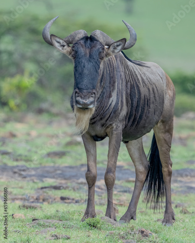 Fototapeta Naklejka Na Ścianę i Meble -  Wildebeest, Masai Mara, Kenya