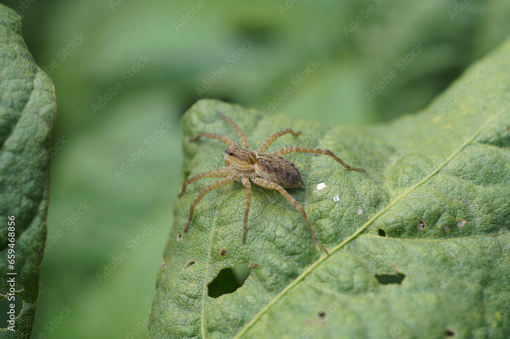 Fototapeta premium くろまめ畑で見つけたクモ 9月下旬