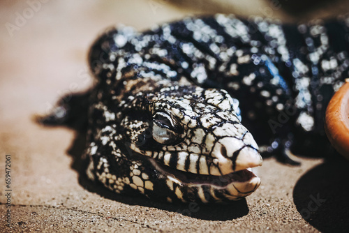 Portrait d'un reptile tégu noir et blanc ou salvator merianae photo