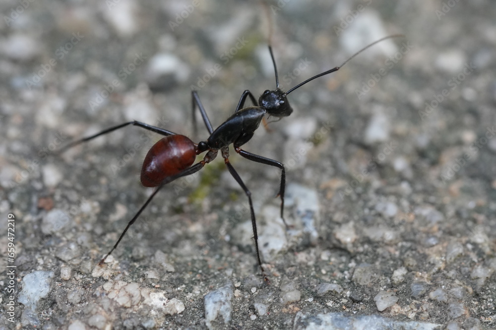 Dinomyrmex gigas、一般的にはジャイアントグライディングアントとして知られる、大型の捕食性アリの驚くべき種で、東南アジアの熱帯雨林に生息しています。 | 巨型森林蟻 (Dinomyrmex gigasu, ippan-teki ni wa jaianto guraidinguanto toshite shirareru, ōgata no hoshokusei ari no odor Dinomyrmex gigas、一般的にはジャイアントグライディングアントとして知られる、大型の捕食性アリの驚くべき種で、東南アジアの熱帯雨林に生息しています。 | 巨型森林蟻 (Dinomyrmex gigasu, ippan-teki ni wa jaianto guraidinguanto toshite shirareru, ōgata no hoshokusei ari no odor